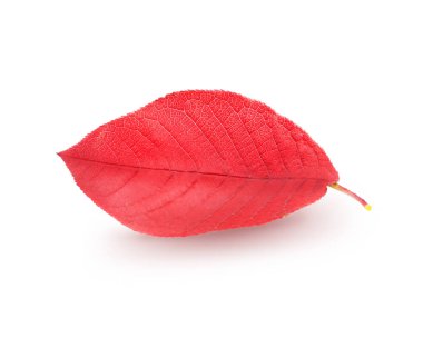 Yalıtılmış kırmızı ağaç kırpma yolu ile beyaz arka plan üzerinde fotoğraflandı bırakın
