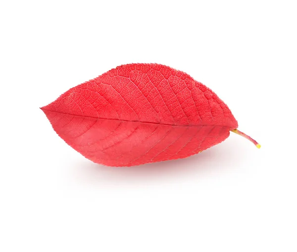 Isolated red tree leave photographed on white background with clipping path — Stock Photo, Image