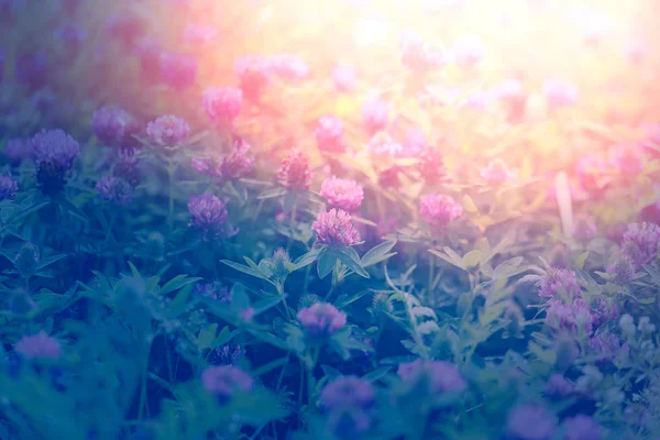 Hermoso fondo floral fotografiado de cerca fondo brillante — Foto de Stock