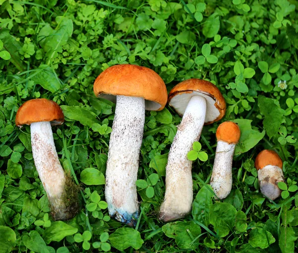 Deliziosi funghi con tappi rossi fotografati su uno sfondo di erba verde — Foto Stock