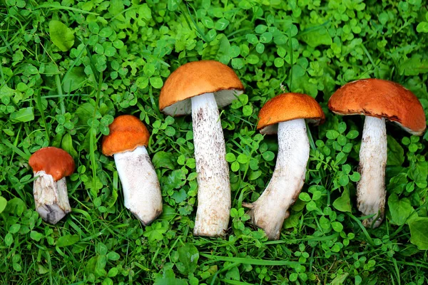 Deliziosi funghi con tappi rossi fotografati su uno sfondo di erba verde — Foto Stock