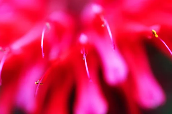 Beautiful red flowers are photographed close up — Stock Photo, Image