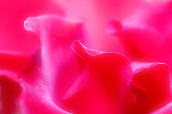 Beautiful red flowers are photographed close up. — Stock Photo, Image