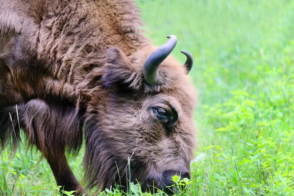 Gyönyörű állat Bison fényképezett a tartalék — Stock Fotó