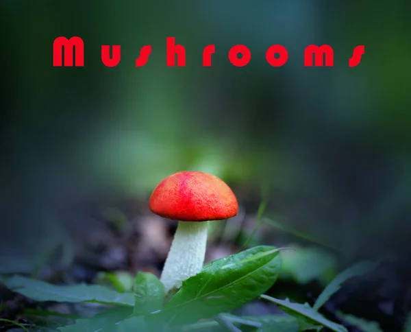 Délicieux champignons aux casquettes rouges photographiés sur un fond d'herbe verte — Photo