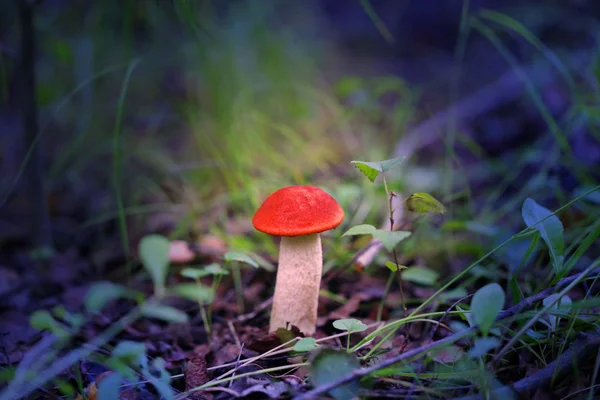 Deliziosi funghi con tappi rossi fotografati su uno sfondo di erba verde — Foto Stock