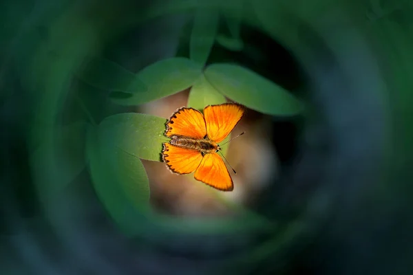 Beautiful orange butterfly photographed close-up green sheet — Stock Photo, Image