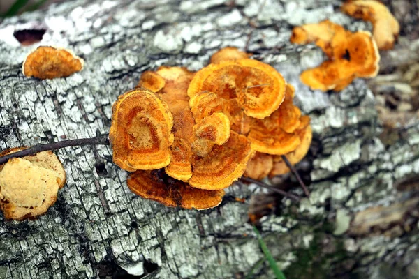 Beautiful wood mushrooms on a bark of a birch — Stock Photo, Image