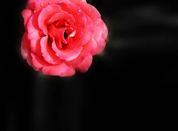 Beautiful red rose flower take a close-up picture on the background — Stock Photo, Image