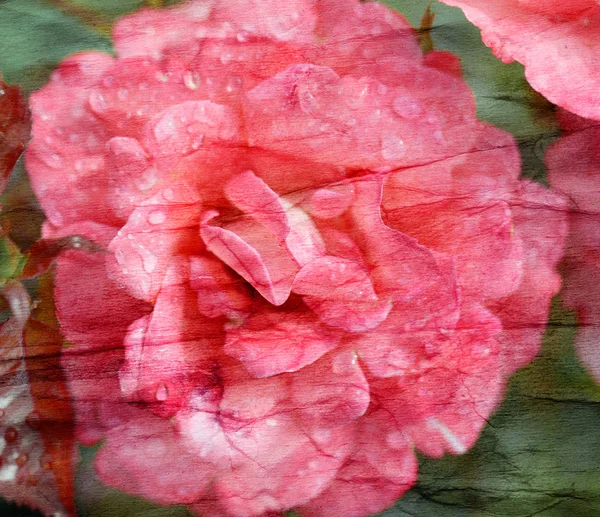 Güzel kırmızı gül çiçeği arka planda yakın çekim bir resim çekmek — Stok fotoğraf