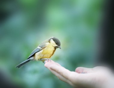 Güzel kuş elinde kuş resimleri closeup