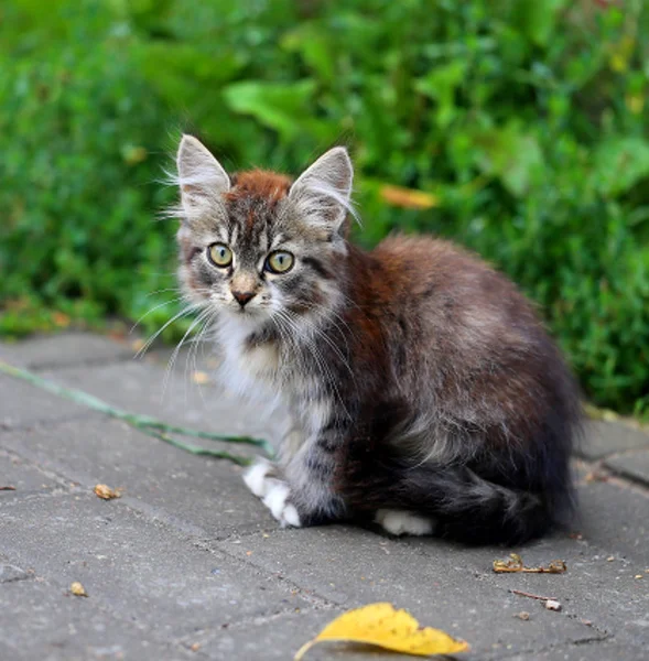 Pequeno gatinho cinza sentado no chão — Fotografia de Stock