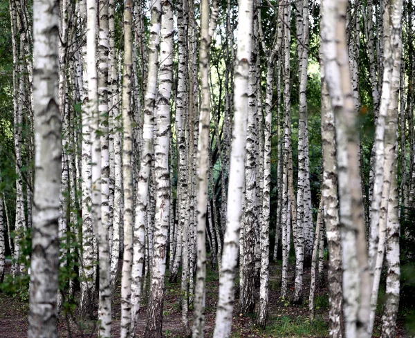 Bela floresta de vidoeiro jovem fotografado de perto — Fotografia de Stock
