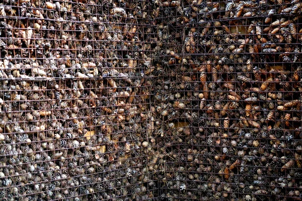 Schöne Wand aus Tannenzapfen aus der Nähe fotografiert — Stockfoto