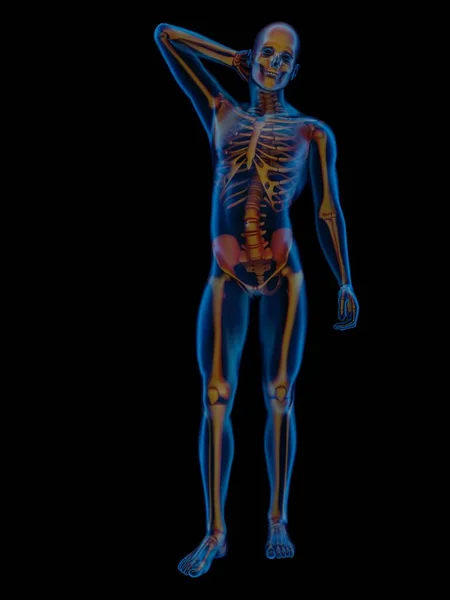 Esqueleto humano. —  Fotos de Stock