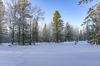 Güzel kış manzarası. Muhteşem karla kaplı orman.