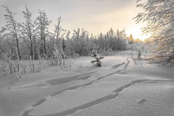 Prachtige Winterlandschap Prachtige Besneeuwde Forest — Stockfoto