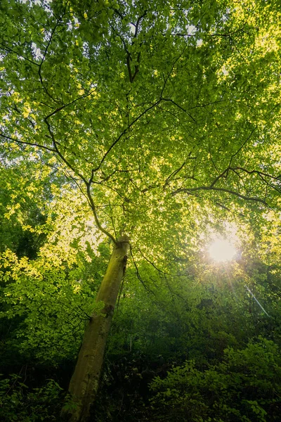 Bright Sunlight Breaks Dense Foliage Majestic Trees Stock Photo