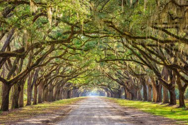 Savannah, Georgia, ABD tarihi meşe ağaç toprak yol.