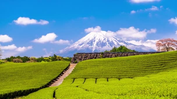 Fuji Japan Fuji Und Teefelder — Stockvideo