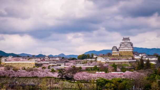 Himeji Japonia Himeji Castle Sezonie Wiosna Wiśnia — Wideo stockowe