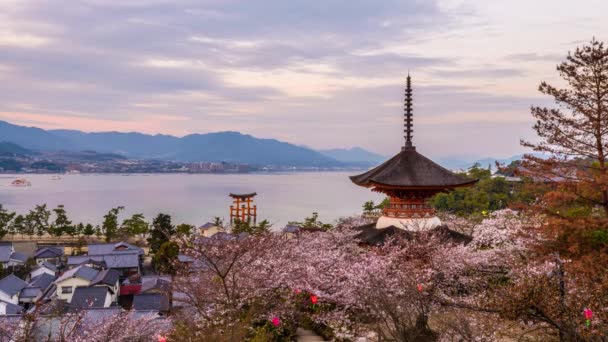 Miyajima Japón Lapso Tiempo Con Flores Cerezo — Vídeos de Stock