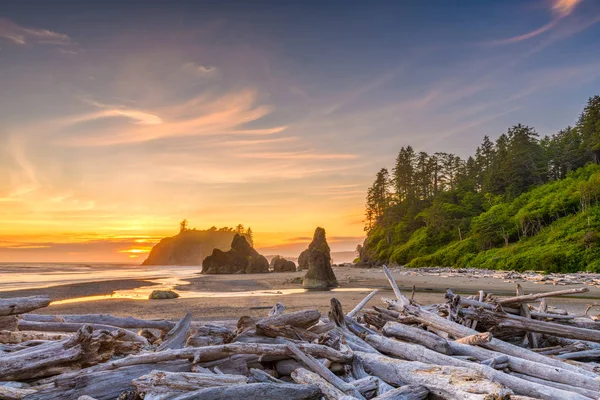 Olimpik Milli Parkı Washington Abd Deki Ruby Beach Deadwood Yığınları — Stok fotoğraf