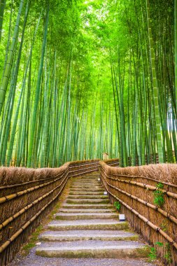 Kyoto, Japonya bambu ormana.