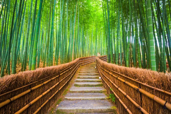 Kyoto Japan Het Bamboebos — Stockfoto