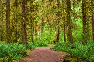 Hall of Mosses in Olympic National Park, Washington, USA. clipart