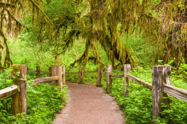 Hall of Mosses in Olympic National Park, Washington, USA. clipart
