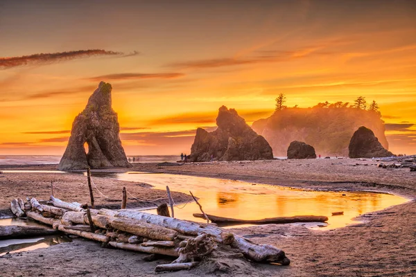 Olimpik Milli Parkı Washington Abd Deki Ruby Beach Deadwood Yığınları — Stok fotoğraf