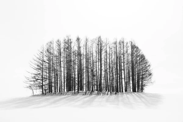 Biei Hokkaidó Japonsko Zimní Krajinu Silnici Patchwork — Stock fotografie