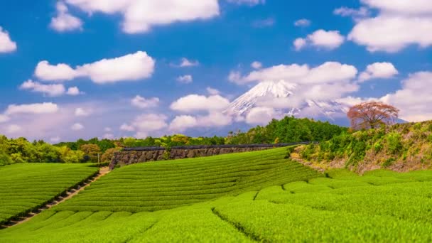 Fuji Της Ιαπωνίας Στο Fuji Και Τσάι Πεδία — Αρχείο Βίντεο
