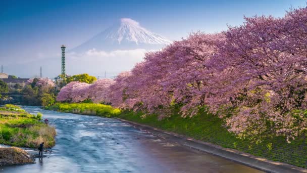 Fuji Japanische Frühlingslandschaft Über Dem Urui Fluss — Stockvideo