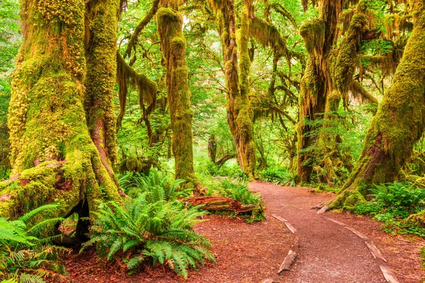 Hall Van Mossen Olympic National Park Washington Verenigde Staten — Stockfoto