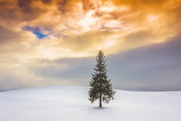 Biei Hokkaido Japão Árvore Natal Inverno — Fotografia de Stock