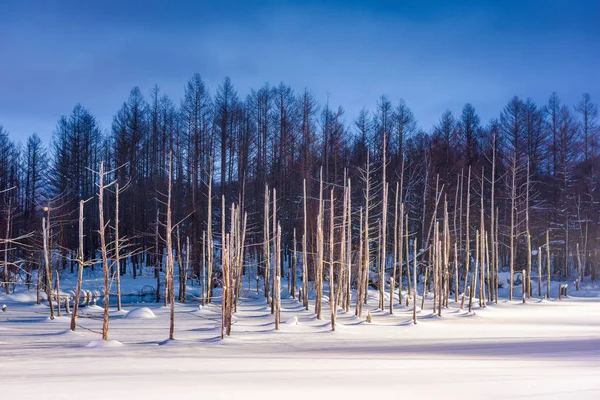 Biei Japonya Aoike Mavi Gölet Kış Geceleri — Stok fotoğraf