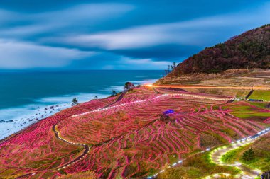 Wajima, Japan at Shiroyone Senmaida rice terraces night light up. clipart