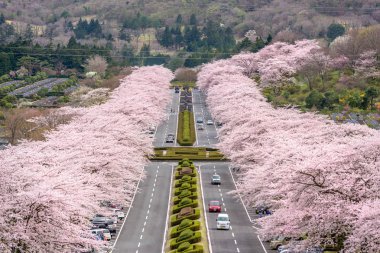 Fuji Reien Mezarlığı, Shizuoka, Japonya Baharda.