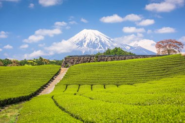 Fuji, Japonya Mt. Fuji ve çay alanlarındaki.