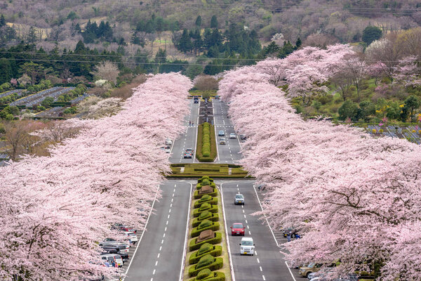 Fuji Reien Cemetery Shizuoka Japan Spring — Stock Photo, Image