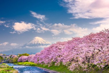 Картина, постер, плакат, фотообои "гора. фудзи, японский весенний пейзаж
. картины", артикул 229507394
