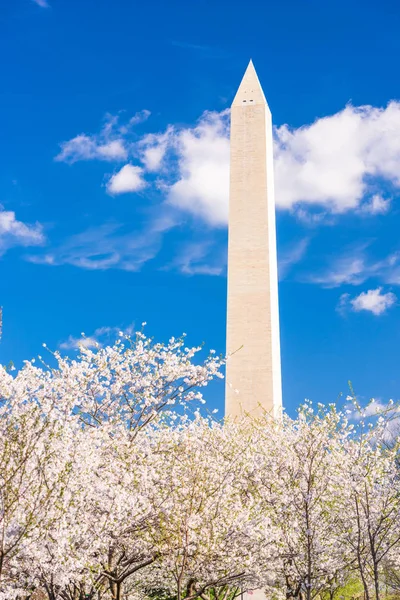 Washington Temporada Primavera Con Flores Cerezo — Foto de Stock