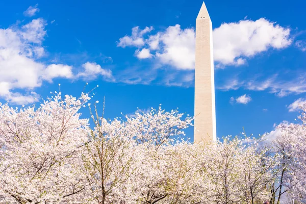 Washington États Unis Printemps Avec Des Fleurs Cerisier — Photo