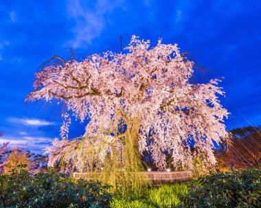 Maruyama Park Kyoto, Japonya bahar kiraz çiçeği Festivali sırasında. 