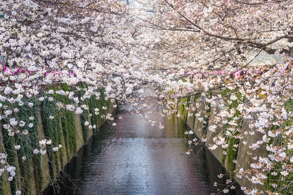 Třešňový Květ Lemované Meguro Kanál Tokiu Japonsko — Stock fotografie
