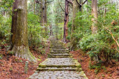 Kumano Kodo iz, kutsal bir iz içinde Nachi, Wakayama, Japonya. 