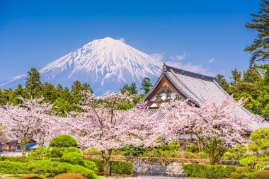 Fujinomiya, SHIZUOKA, Japonya Mt. Fuji ve tapınaklar bahar sezonu ile. 