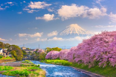 Mt. Fuji, Japonya bahar Peyzaj ve nehir kiraz çiçekleri ile.